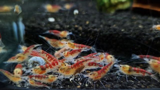 caridina red calceo golden dragon смотреть онлайн