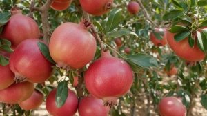 Гранат без косточек — внешний вид в разрезе, польза и вред - Деревья