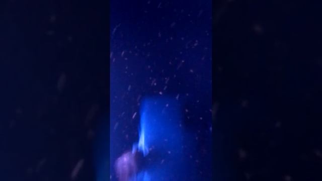 Дафния зимняя. Ловлю дафнию зимой подольдом. зимний сорт дафнии. 04.12.2022