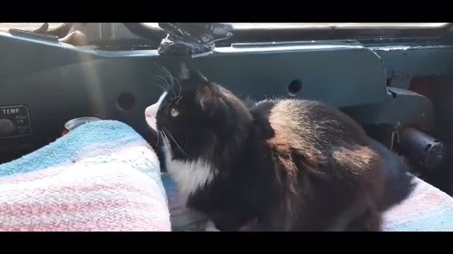 FIXING CRACK IN WINDOW смотреть онлайн