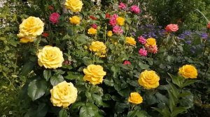 Обзор цветущего сада, июнь.