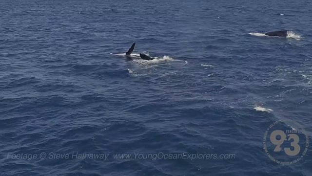 Kermadec Islands - The Great Humpback Whale Trail 2015