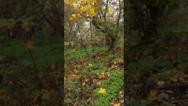 Я в эту осень бесконечно влюблена🍁 смотреть онлайн