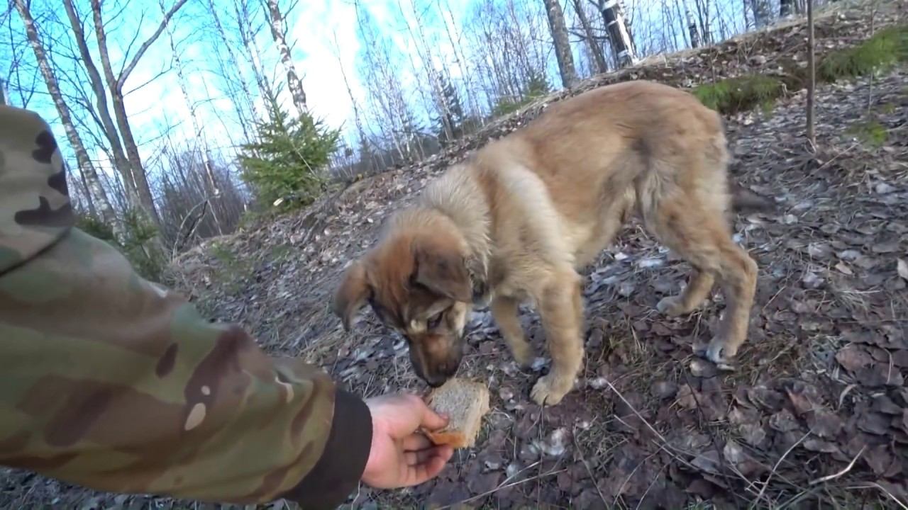 В лес с разведкой к УЖД. Найти и не забрать! смотреть онлайн