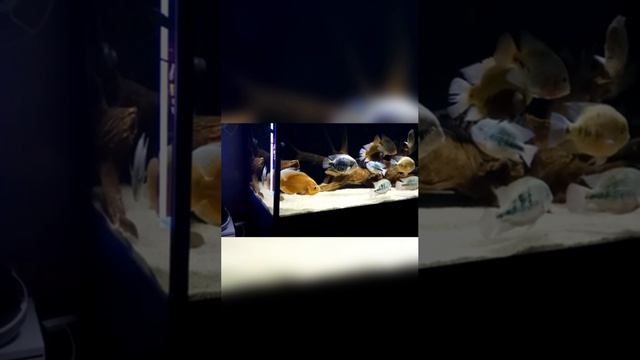 Аквариум смотреть онлайн