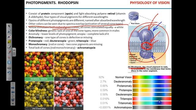 Phototransduction 1 смотреть онлайн