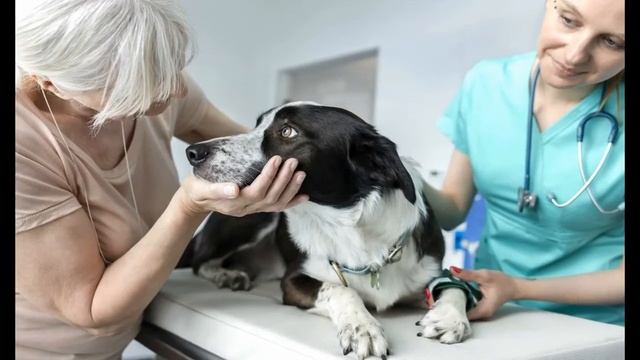 Aussie pet owners warned ingredient in rapid antigen tests poisonous to dogs смотреть онлайн
