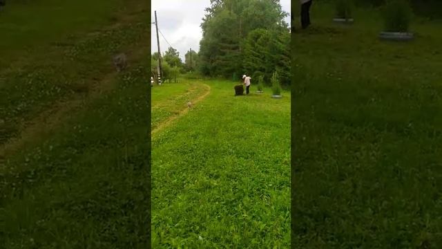 Сенокос, КС, Дима, Котя Мотя смотреть онлайн