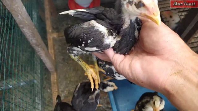 TANPA LAMPU: Cara menjaga kehangatan anak ayam di malam hari смотреть онлайн