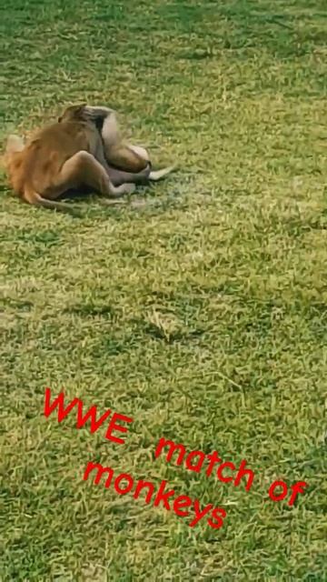 WWE match of monkeys next video is come on 12 March 2024 смотреть онлайн