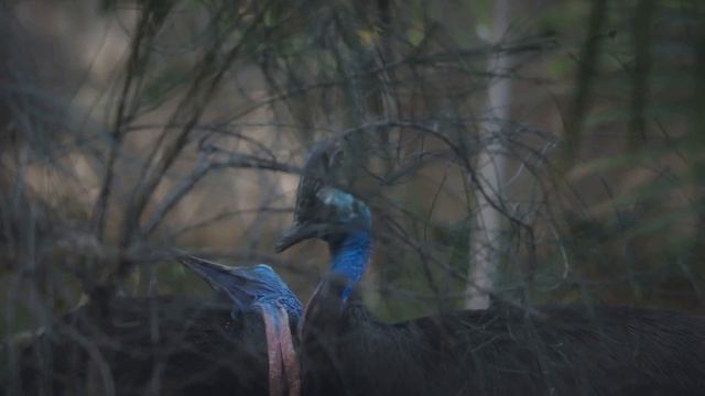 Flightless Birds: Nature's Grounded Wonders смотреть онлайн