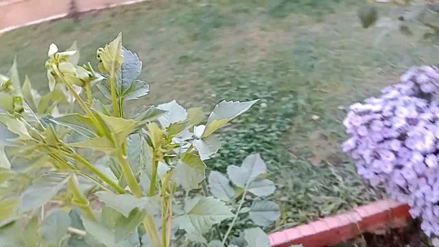 Selluka, Dahlia, Pembe-Mor Aster, Lavanta, Sardunya, Gala, Mor Salkım, Şeker Begonya смотреть онлайн