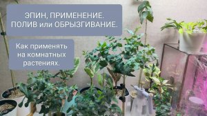 🧪ЭПИН. ПРИМЕНЕНИЕ НА КОМНАТНЫХ РАСТЕНИЯХ. С ЧЕМ ПРИМЕНЯТЬ