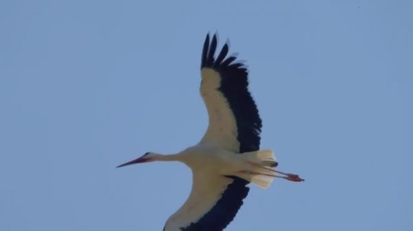 Клип на песню Аист на крыше, 80 лет Победы