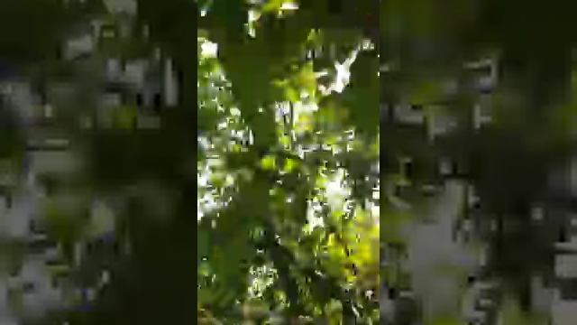 Наш сад. смотреть онлайн