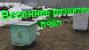 Как пчёлы развиваются весной? Уникальные наблюдения профессора Кашковского