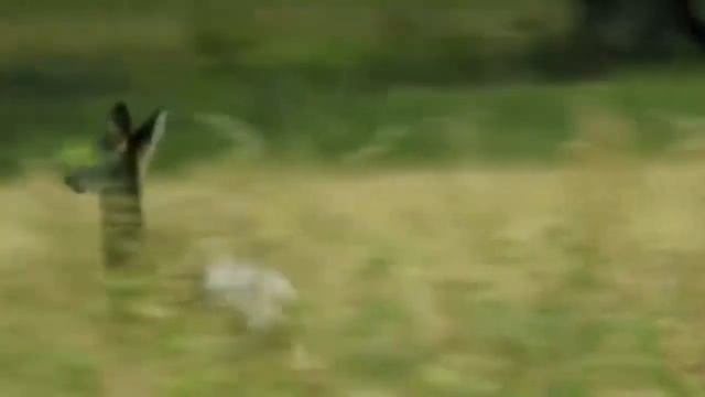 snake vs porcupine смотреть онлайн