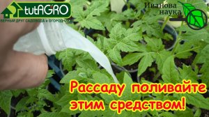 НИКОГДА НЕ ВЫЛИВАЙТЕ: ЛЮБАЯ РАССАДА УКРЕПЛЯЕТСЯ ПРЯМО НА ГЛАЗАХ. НЕ БОЛЕЕТ, РАСТЁТ ТОЛСТЫМ КРЕПЫШОМ