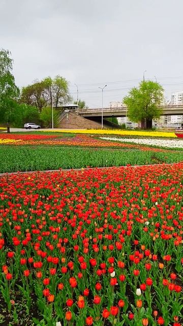 Белгород в тюльпанах. Belgorod in tulips. #белгород #тюльпаны #belgorod #tulips #nature смотреть онлайн