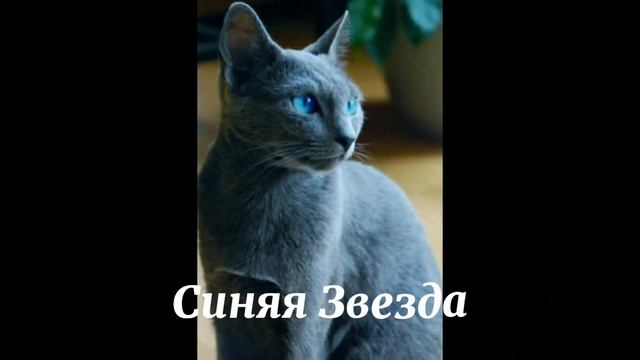 🐾Коты-Воители в реальной жизни🐾 смотреть онлайн