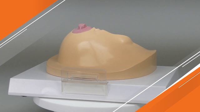 Breast Pathologies Anatomical Model | AnatomyStuff смотреть онлайн