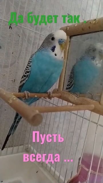О да будет так ! смотреть онлайн