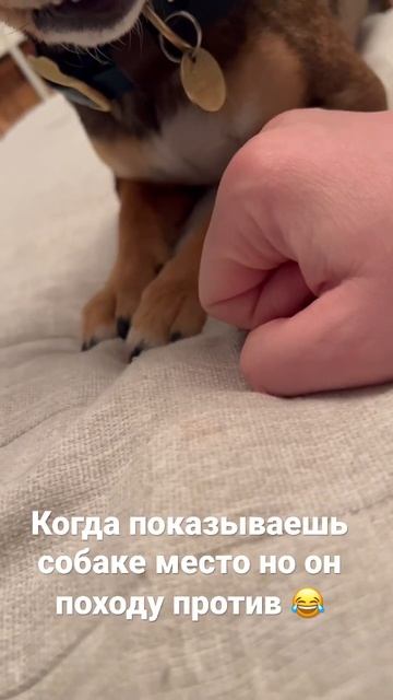 #angry #dogvideos #dog #животные #собака #джекрассел #друг #щенок # смотреть онлайн