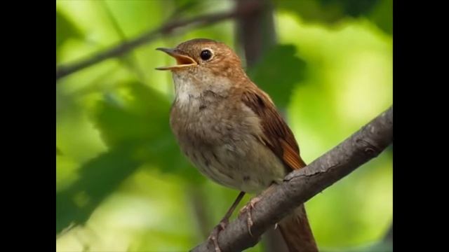 Успокаивающее пение соловья 🌱🐦🌱 смотреть онлайн