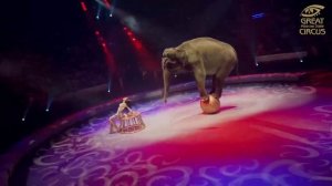 Анастасия Дементьева-Корнилова:
Артистка-дрессировщица слонов