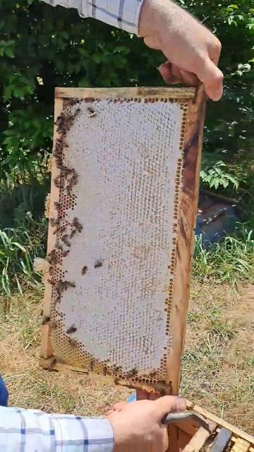 ۵ اوت ۲۰۲۴ смотреть онлайн