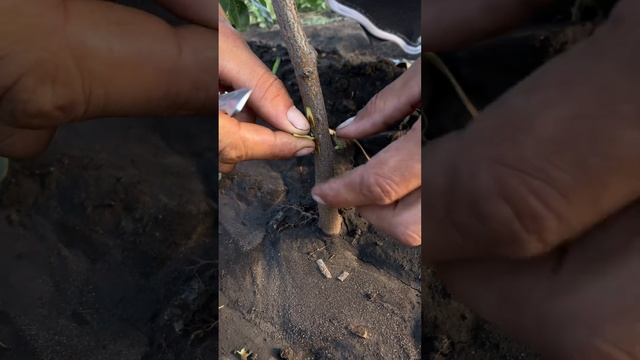 Летняя окулировка почкой (прививка). Полный цикл смотреть онлайн