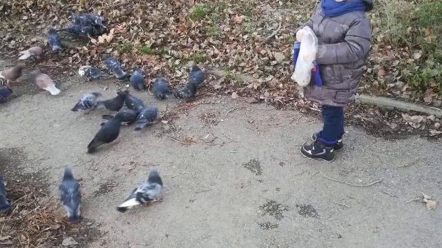 Зимующие птицы 7 группа смотреть онлайн