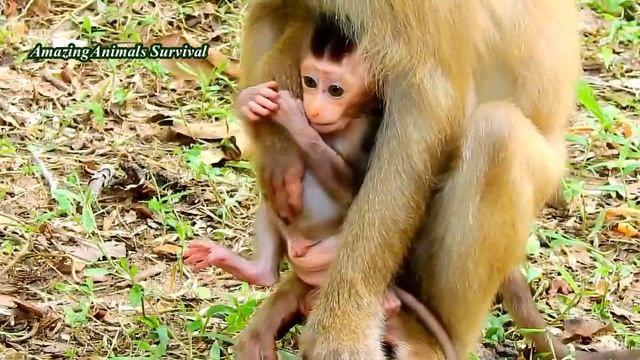 REALLY LOVABLE BABY REX JUMPING FOLLOW MOM ROSE смотреть онлайн