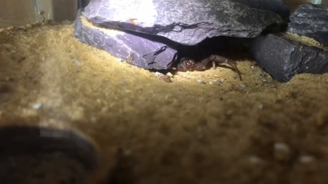 REQUEST VIDEO And Scorpion Feeding смотреть онлайн