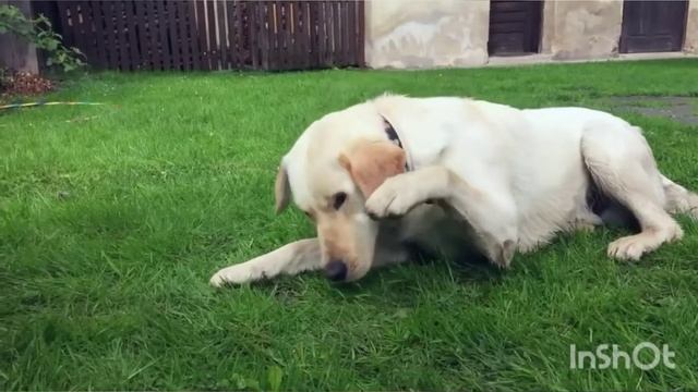 BRIT HAPPY TOGETHER 2015 - Marley смотреть онлайн