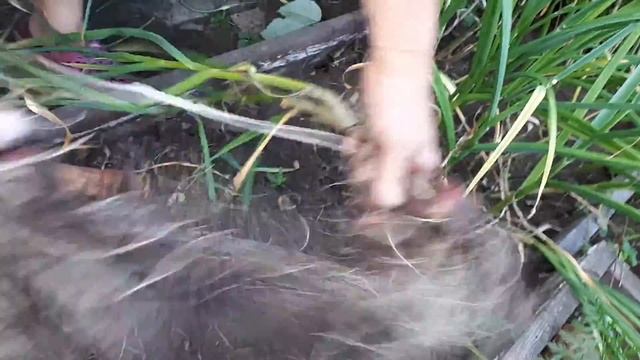 Тот забытый чеснок в грядке с земклуникой. смотреть онлайн