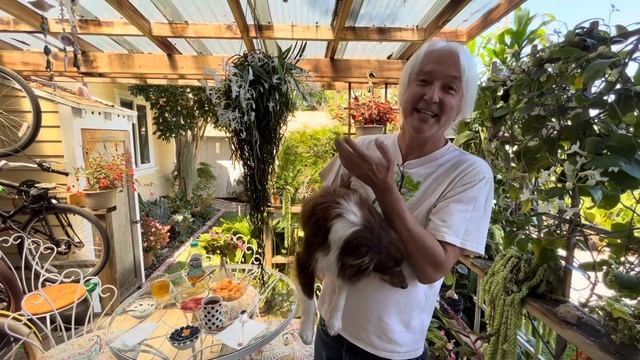 Neofinetia falcata and Maxillaria tenuifolia, two “Fragrance Queens” @andysorchids5775