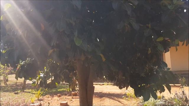 👉 #JAQUEIRA Quanto tempo leva para uma JAQUEIRA DAR FRUTOS? CONFIRA AQUI!! 🌳🌳 смотреть онлайн