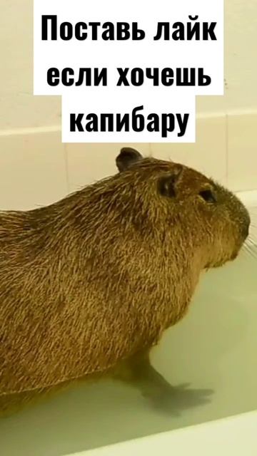 лайк если хочешь капибару смотреть онлайн
