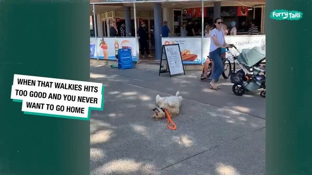 The Best Golden Retriever Compilation Video On The Internet #смешныеживотные #уходзаживотными