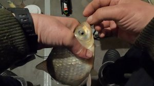 Дуплеты карася на озере Чаны 3 часть