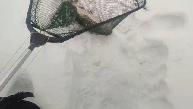 WhatsApp Video 2025-04-10 at 09.33.13 смотреть онлайн