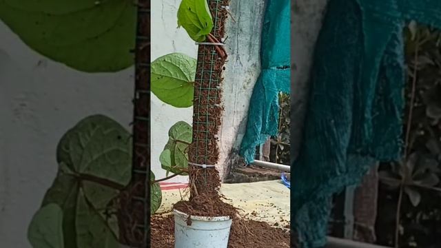 moss stick planting смотреть онлайн