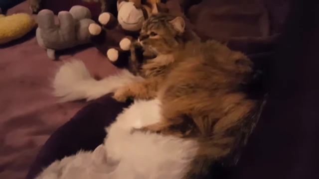 Clementine Cleans Winston смотреть онлайн