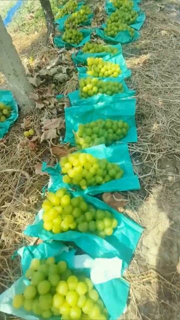 Sunshine rose grapes are ripe, crisp and sweet， rich in fragrance. 陽光玫瑰葡萄成熟了，口感脆甜，香味濃郁，看著地上的葡萄很有食慾 смотреть онлайн