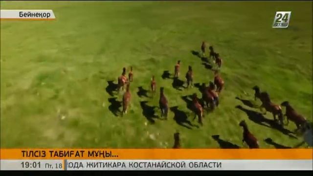 Қазақстанда 200 жануардың түрі мен 400 өсімдік құрып кетудің алдында тұр смотреть онлайн