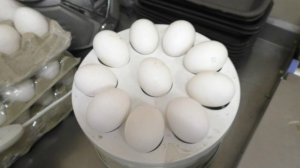 Как работает овоскоп яиц для проверки нет ли там ципленка