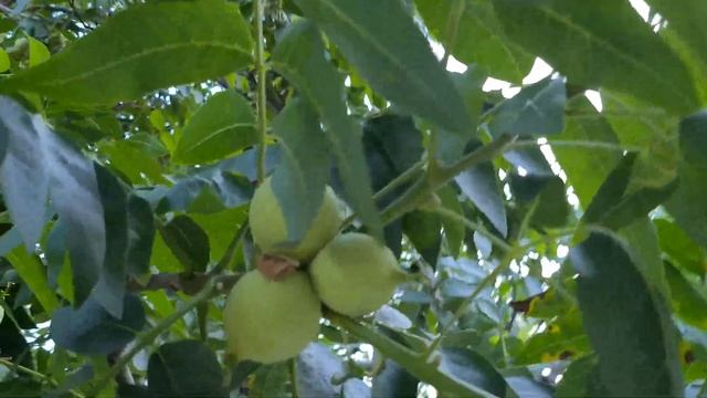 עץ אגוז שחור עם פירות בראשיתם جوز أسود Juglans nigra with unripe fruits смотреть онлайн