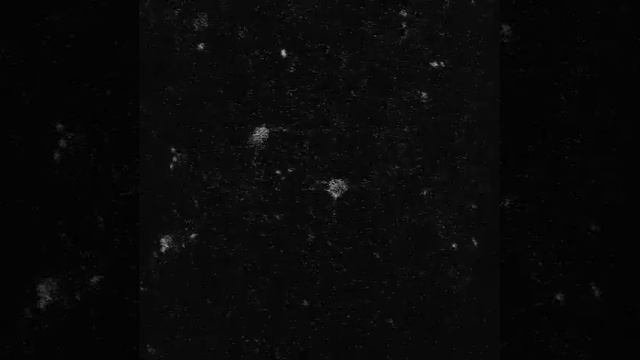 Dendritic Imaging with GCaMP6s in Awake Monkey смотреть онлайн