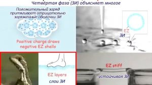 Джеральд Поллак на TEDx рассказывает об открытии четвертой фазы воды